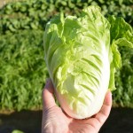 イマージュ白菜