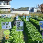 小林交配種の展示農場