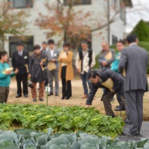 ふわっとグリーン白菜の説明